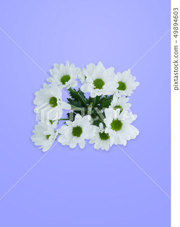 White chrysanthemum bouquet White chrysanthemum bouquet 49894603