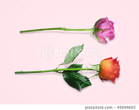 Pink and orange rose flowers Pink and orange rose flowers 49894605