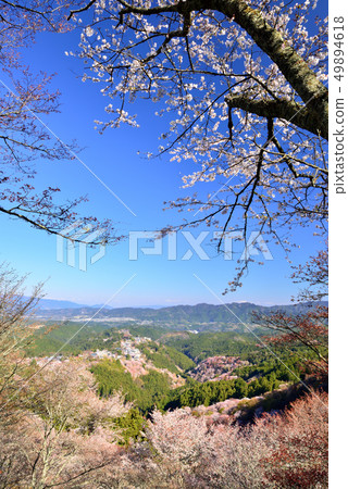 Yoshino mountain cherry tree 49894618