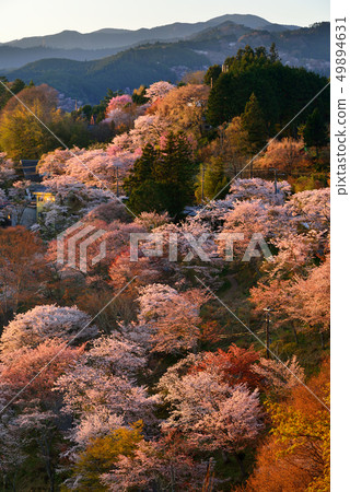 Yoshino mountain cherry tree 49894631