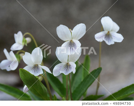 Ariake violet 49894730