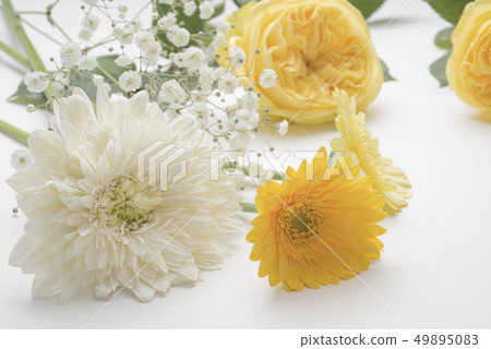 Yellow rose for Father's Day 49895083