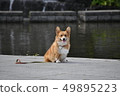 Corgi of the waterside 49895223