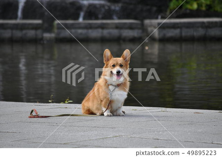 水邊的柯基犬 水邊的柯基犬 49895223