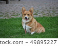 Sitting Corgi 49895227