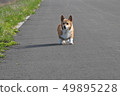 Corgi dog trip 1 49895228