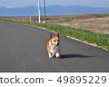 Corgi dog trip 2 49895229