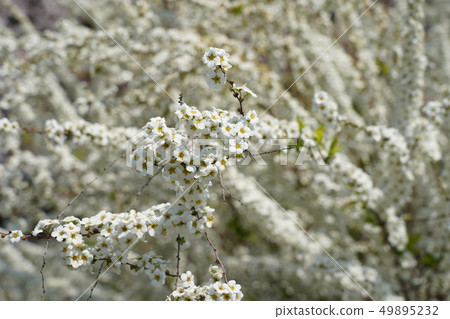 雪花花 49895232