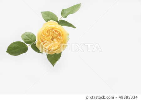Yellow rose for Father's Day Yellow rose for Father's Day 49895334