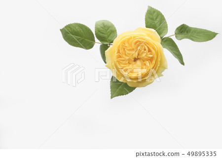 Yellow rose for Father's Day 49895335