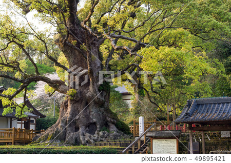 Kiryu's Cus Kagoshima Prefecture Kiryu's Cus Kagoshima Prefecture 49895421