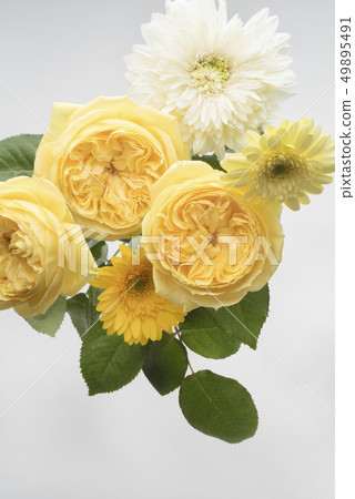 Yellow rose for Father's Day 49895491