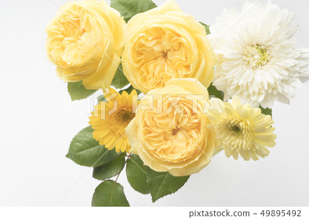 Yellow rose for Father's Day 49895492