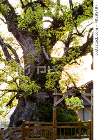 Kiryu's Kuss evening Kagoshima prefecture 49895497