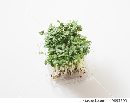 西蘭花芽 西蘭花芽 49895703