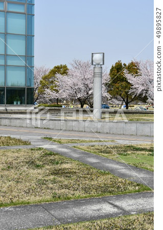 愛知健康廣場的春天櫻花觀賞 愛知健康廣場的春天櫻花觀賞 49895827