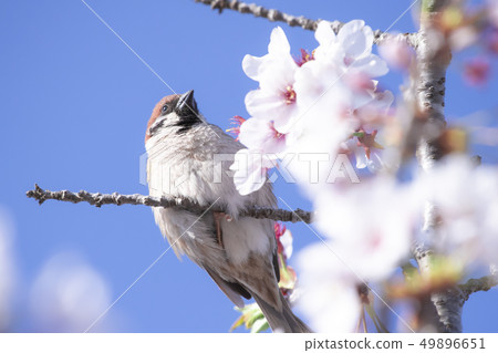 Cherry blossoms and sparrow 49896651