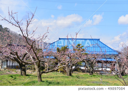 Apricot blossoming village 49897084