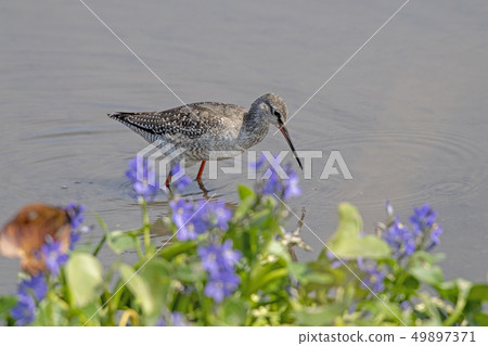 Tsurushigi Tsurushigi 49897371