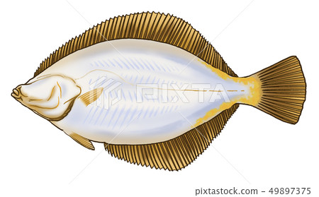 黃條比目魚 49897375