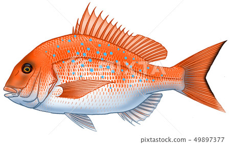 紅海鯛 紅海鯛 49897377