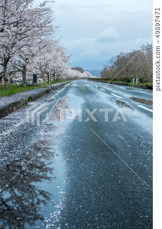 A row of cherry trees in full bloom "Windmill Highway in Shinahimachi, Takashima, Shiga Prefecture" 49897471