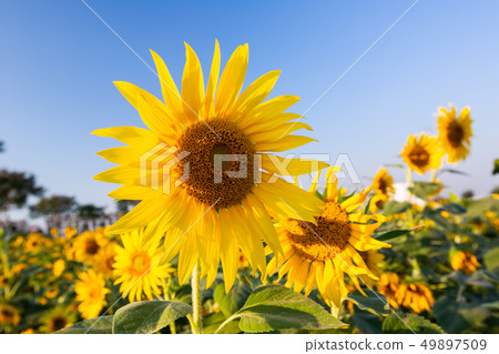 亞洲臺灣高雄橋頭向日葵Asia, Taiwan, Helianthus annuus 49897509