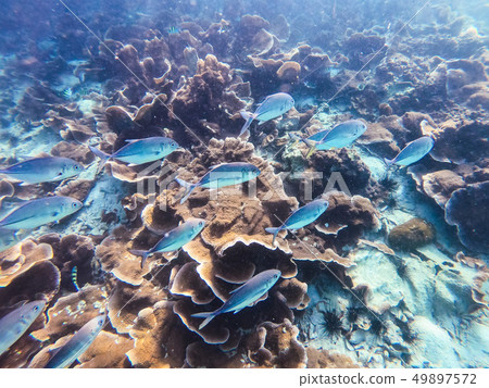 a school of fish at Boulder island a school of fish at Boulder island 49897572