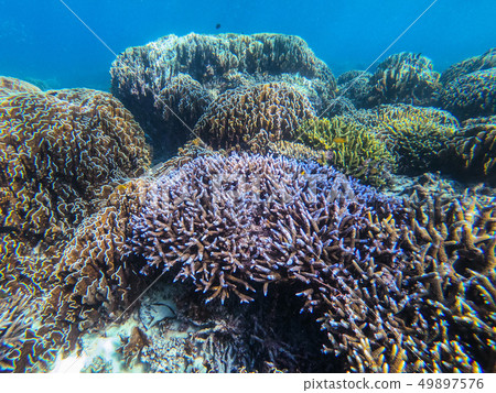 beautiful coral in diving spot at Boulder island beautiful coral in diving spot at Boulder island 49897576