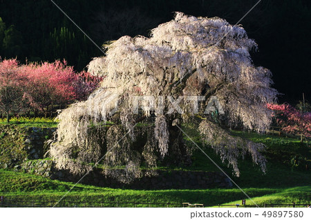 Matabei Sakura Matabei Sakura 49897580