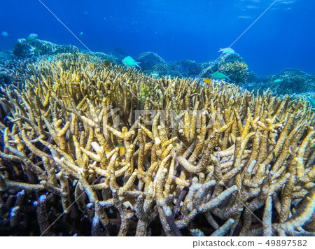 beautiful coral in diving spot at Boulder island beautiful coral in diving spot at Boulder island 49897582