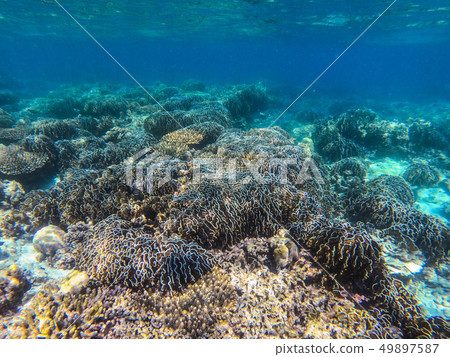 beautiful coral in diving spot at Boulder island beautiful coral in diving spot at Boulder island 49897587