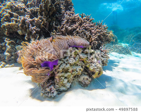 clownfish and anemone clump at Boulder island clownfish and anemone clump at Boulder island 49897588