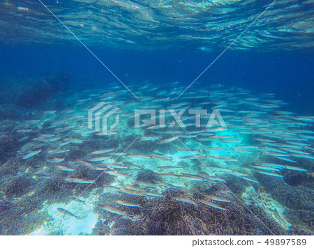 a school of fish at Boulder island a school of fish at Boulder island 49897589