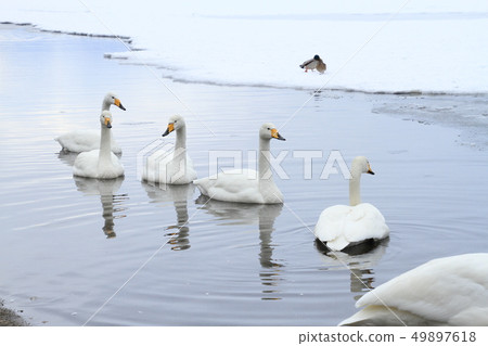 A few swans floating on the lake surface, Lake Kussharo A few swans floating on the lake surface, Lake Kussharo 49897618