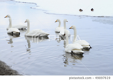 A few swans floating on the lake surface, Lake Kussharo A few swans floating on the lake surface, Lake Kussharo 49897619