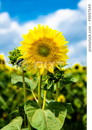 在住宅區Starburst檸檬氣氛的東京Musashimurayama向日葵領域 49897849