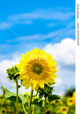 Tokyo Musashimurayama Sunflower field in a residential area Starburst lemon aura Tokyo Musashimurayama Sunflower field in a residential area Starburst lemon aura 49897850