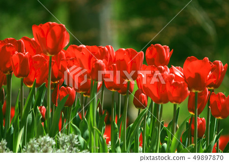 Tulip field Tulip field 49897870