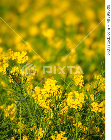 Lake Ikeda Lake Ikeda 49898009