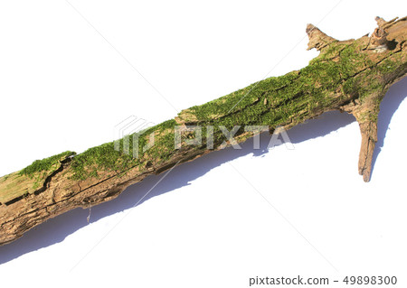 Branches and moss 49898300