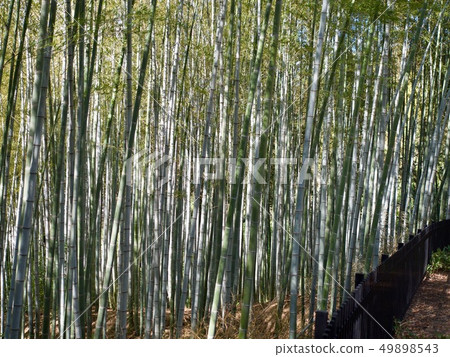 Bamboo chopsticks Bamboo chopsticks 49898543