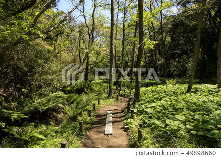 Koami Forest (spring) 49898660