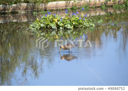 Ogoshigi Ogoshigi 49898752