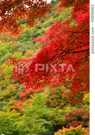 Fiery red maple Fiery red maple 49898863
