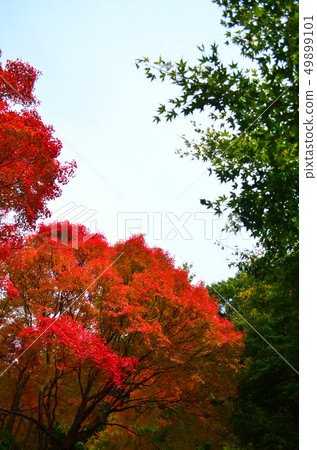 火熱的紅楓和綠葉 火熱的紅楓和綠葉 49899101