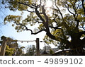 Pine towering to a temple 49899102