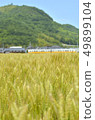 Wheat field and things 49899104