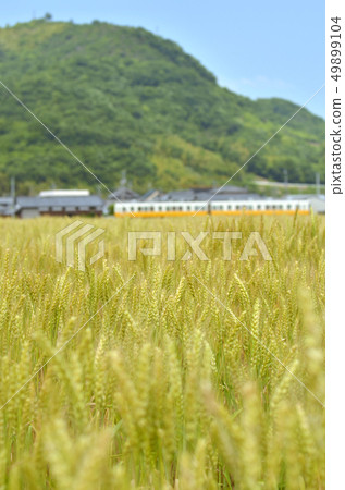 麥田和東西 麥田和東西 49899104