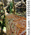 Tree trunk 49899846
